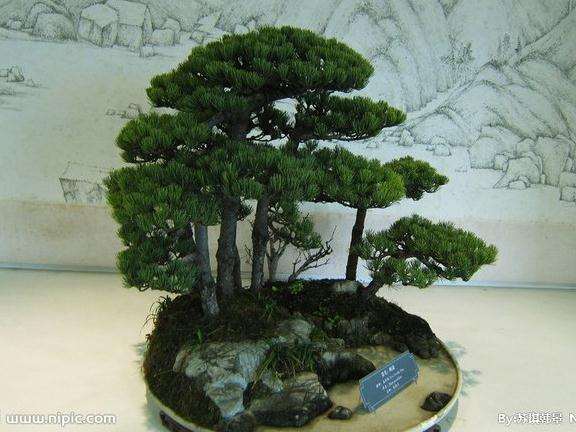 五针松盆景怎么制作造型的方法