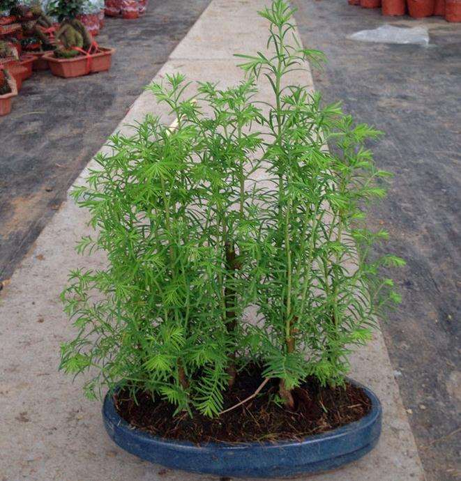 三角枫盆景发芽了 然后变黑枯死 图片