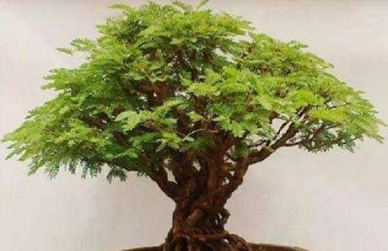 合欢树盆景为什么枯死了