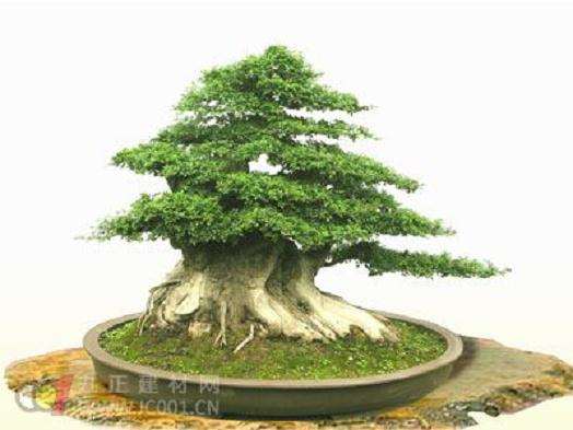 花木盆景在春季有效防治病虫害