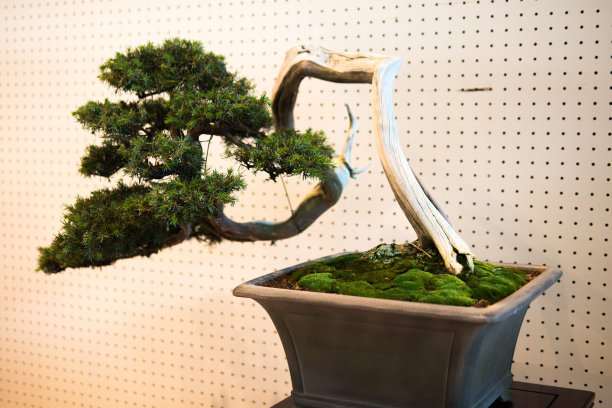 怎么预防花木盆景因浇水施肥而出现死亡