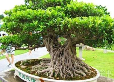 榕树盆景老桩怎么造型养护的方法 图片