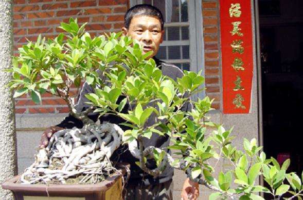 微型盆景怎么养护管理的方法