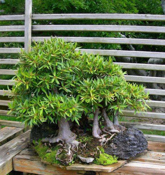 微型盆景怎么造型的3个方法