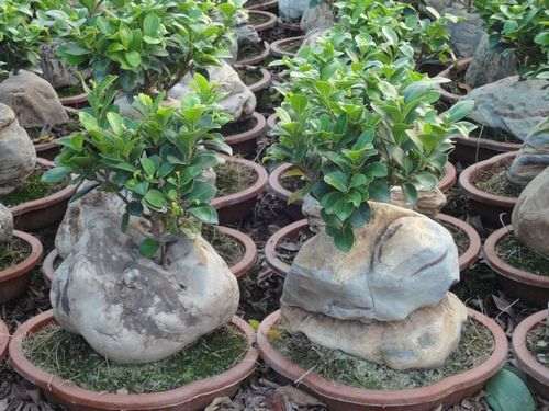 榕树盆景换盆换土后还可以发芽吗 图片