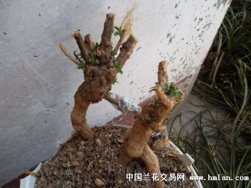 下山桩发芽的疏理整型