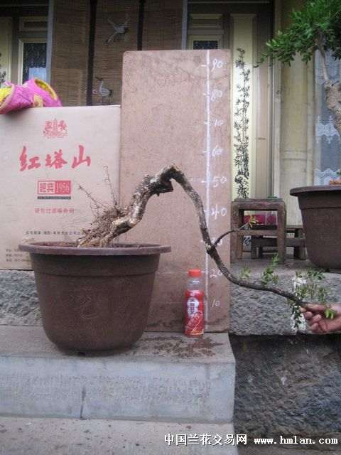 下山桩病虫害的预防治理工作