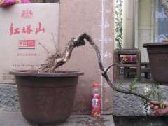 下山桩病虫害的预防治理工作