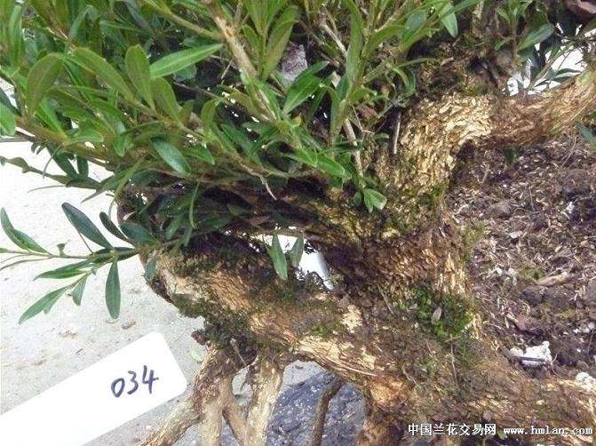 下山桩枝干及根系的3个必要处理方法