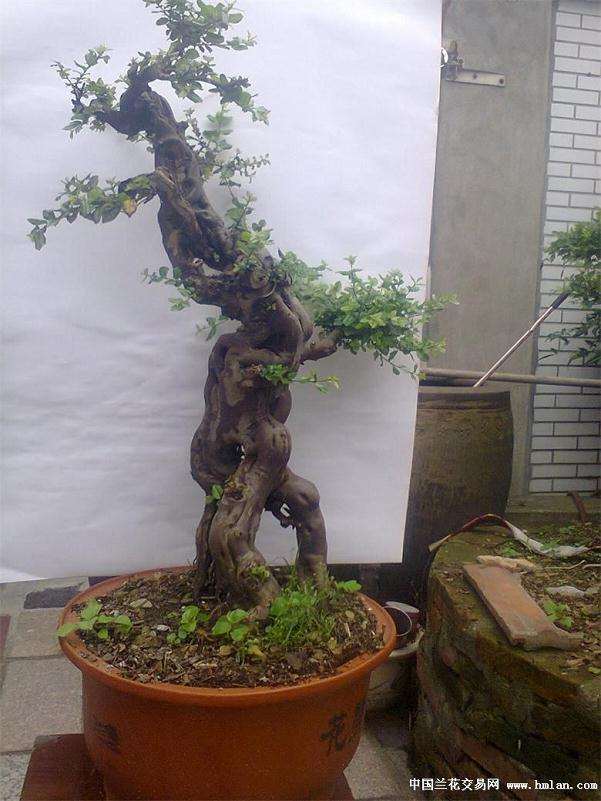 下山桩栽植前的工作是什么