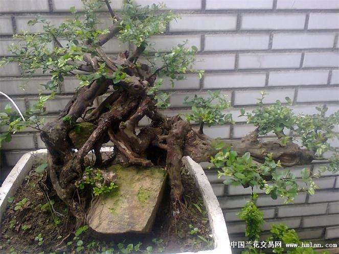怎么才能提高树桩盆景的成活率呢