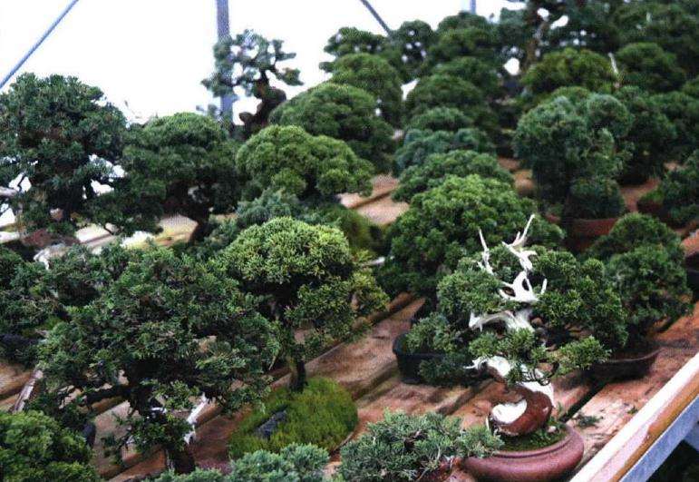 第五届中国风盆景展在南通古林盆景园召开