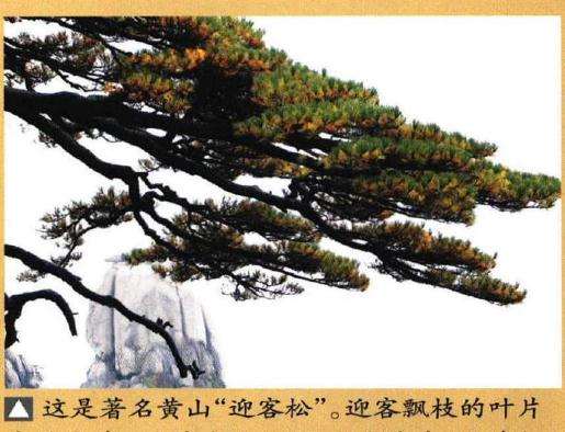 图解 制作迎客松盆景的9个步骤