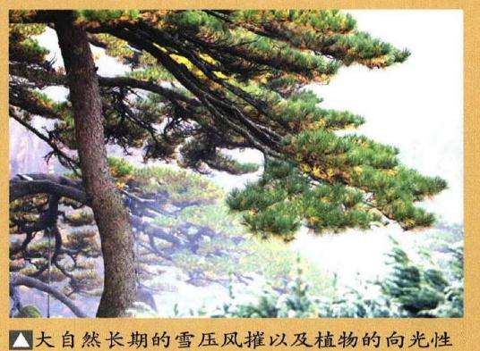 图解 制作迎客松盆景的9个步骤