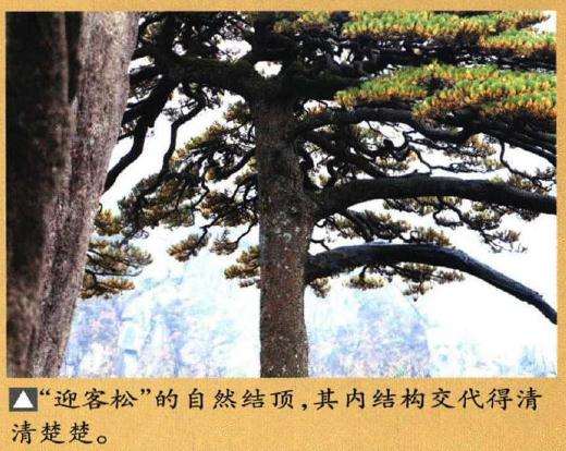 图解 制作迎客松盆景的9个步骤