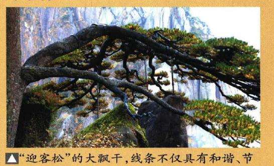 图解 制作迎客松盆景的9个步骤