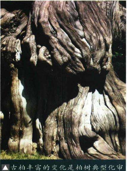 图解 制作迎客松盆景的9个步骤