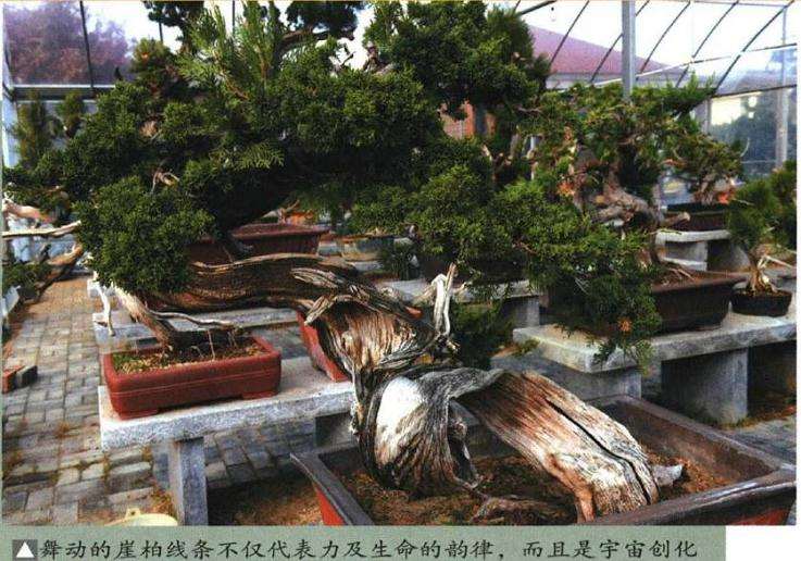 图解 制作迎客松盆景的9个步骤