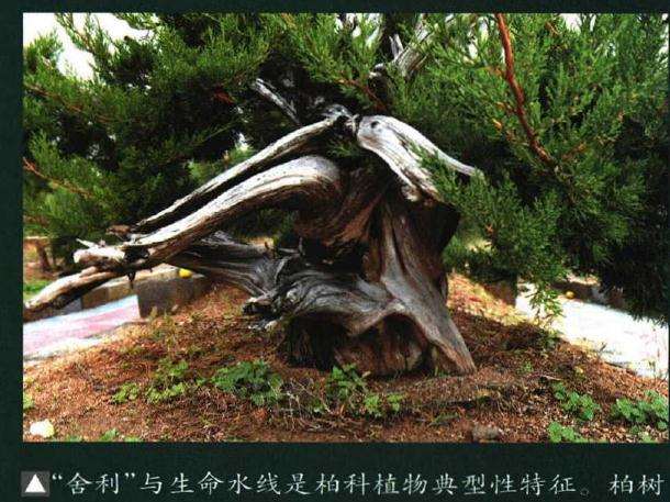 图解 制作迎客松盆景的9个步骤