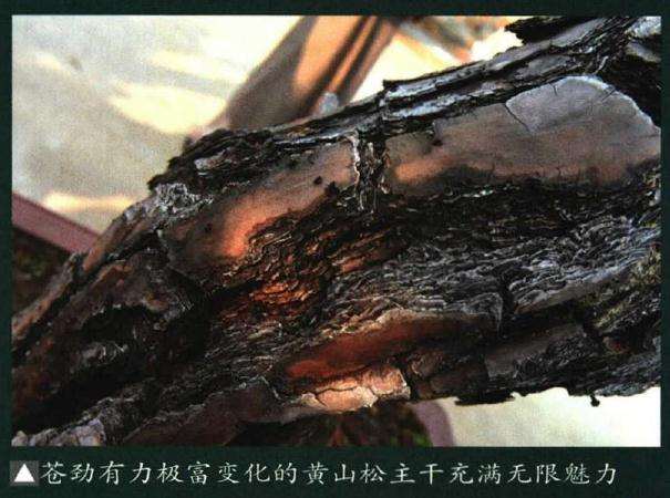 图解 制作迎客松盆景的9个步骤