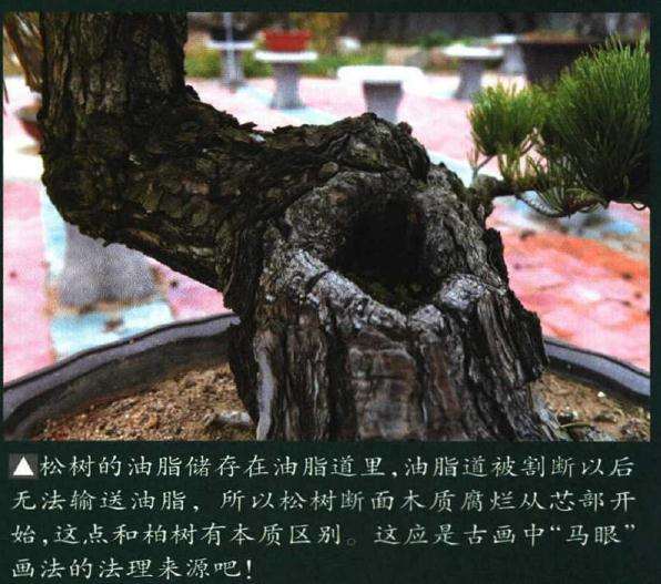 图解 制作迎客松盆景的9个步骤