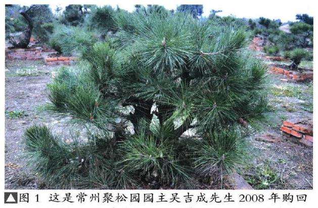 图解 聚松园《密林深处》黑松盆景制作解析