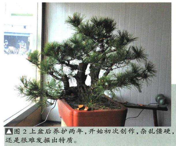 图解 聚松园《密林深处》黑松盆景制作解析