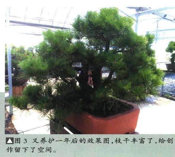 图解 聚松园《密林深处》黑松盆景制作解析