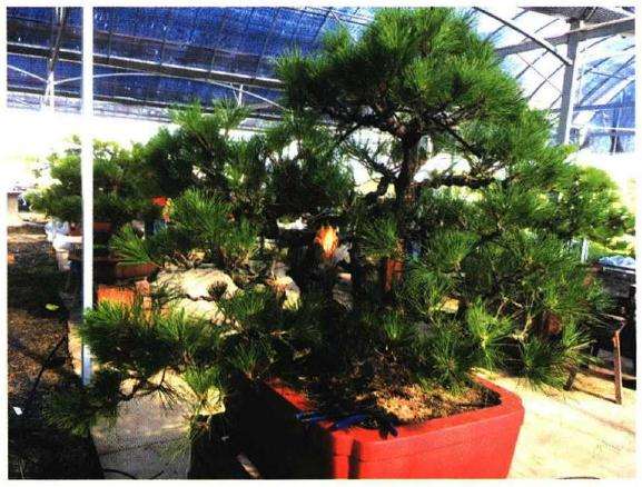 图解 聚松园《密林深处》黑松盆景制作解析