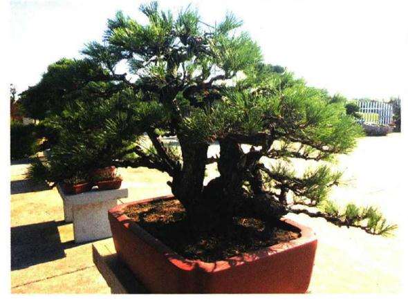 图解 聚松园《密林深处》黑松盆景制作解析