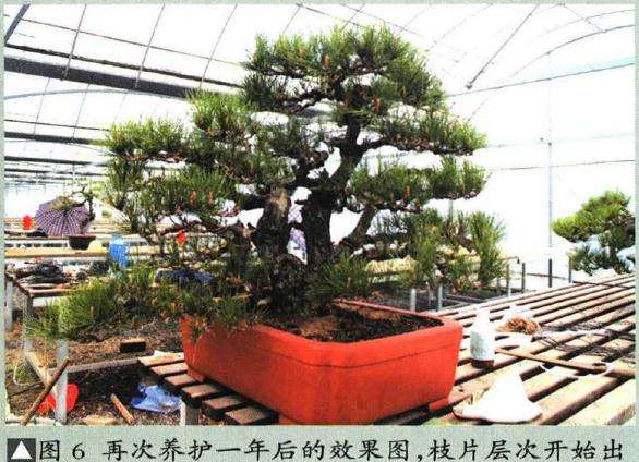 图解 聚松园《密林深处》黑松盆景制作解析