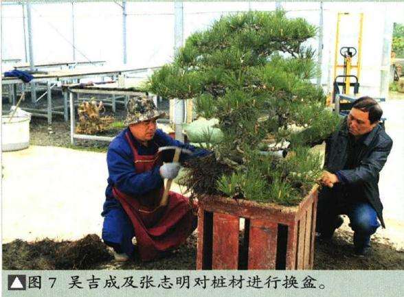 图解 聚松园《密林深处》黑松盆景制作解析