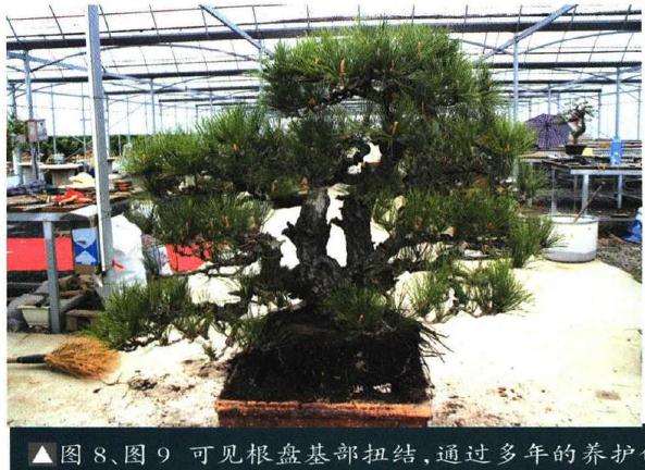 图解 聚松园《密林深处》黑松盆景制作解析