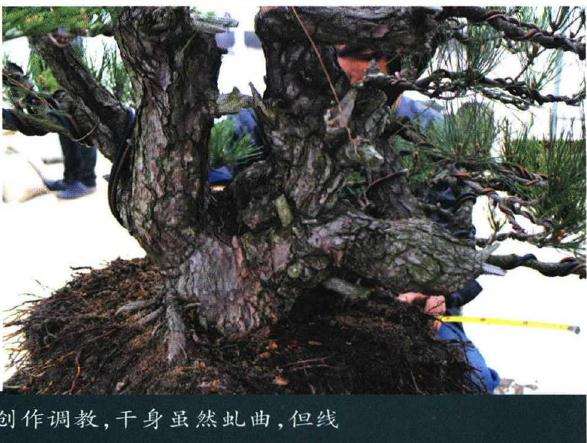 图解 聚松园《密林深处》黑松盆景制作解析