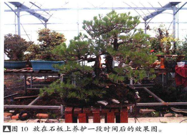 图解 聚松园《密林深处》黑松盆景制作解析