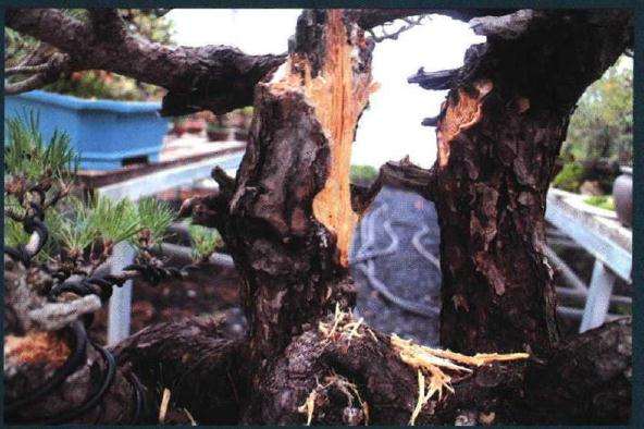 图解 聚松园《密林深处》黑松盆景制作解析