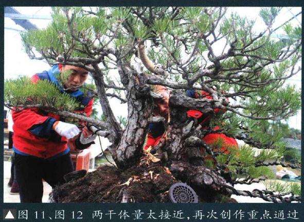 图解 聚松园《密林深处》黑松盆景制作解析