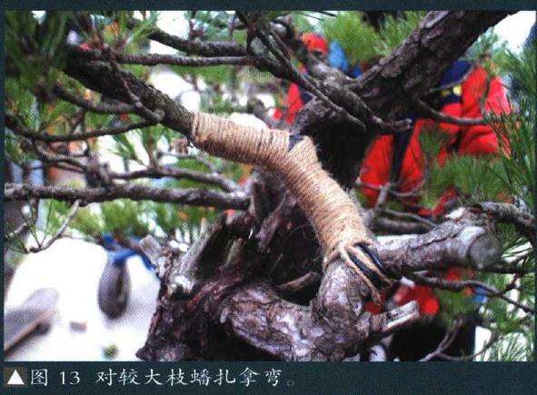 图解 聚松园《密林深处》黑松盆景制作解析