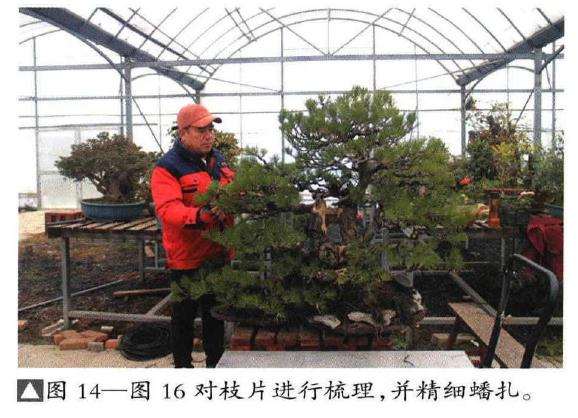 图解 聚松园《密林深处》黑松盆景制作解析