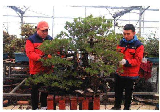 图解 聚松园《密林深处》黑松盆景制作解析