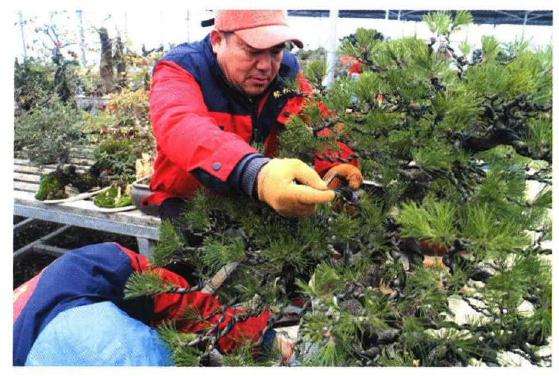 图解 聚松园《密林深处》黑松盆景制作解析
