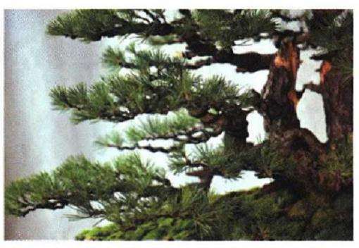 图解 聚松园《密林深处》黑松盆景制作解析