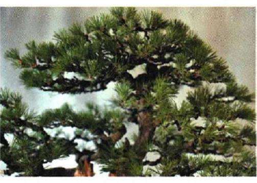 图解 聚松园《密林深处》黑松盆景制作解析