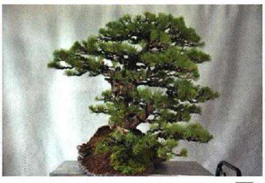 图解 聚松园《密林深处》黑松盆景制作解析