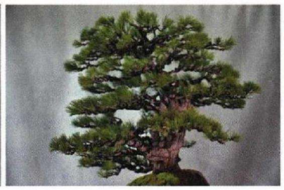 图解 聚松园《密林深处》黑松盆景制作解析