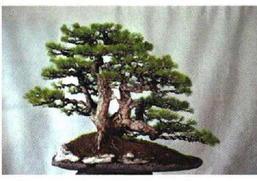 图解 聚松园《密林深处》黑松盆景制作解析