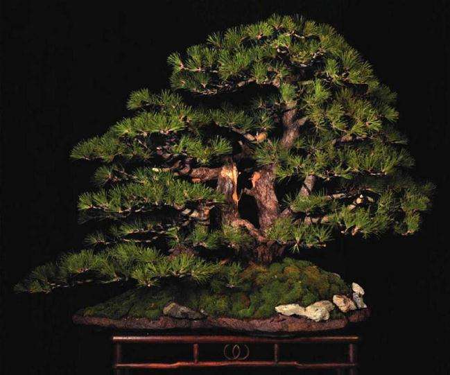 图解 聚松园《密林深处》黑松盆景制作解析