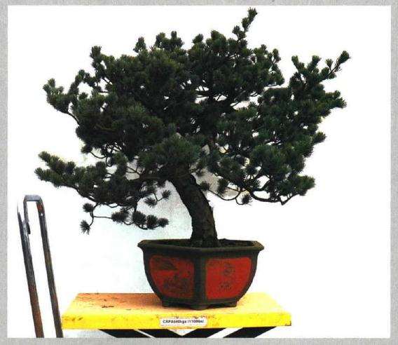 图解 五针松盆景怎么再次制作的9个过程