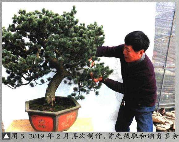 图解 五针松盆景怎么再次制作的9个过程