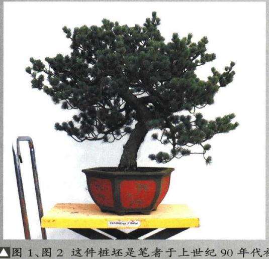 图解 五针松盆景怎么再次制作的9个过程